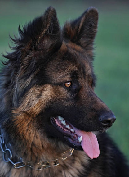 德國(guó)牧羊犬