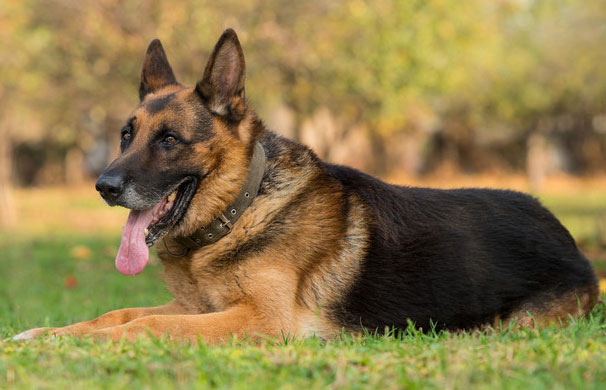 德國(guó)牧羊犬